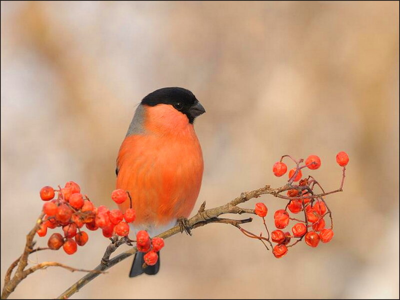 Bullfinch on Berry Branch — Red, Calm, Winter, Photograph