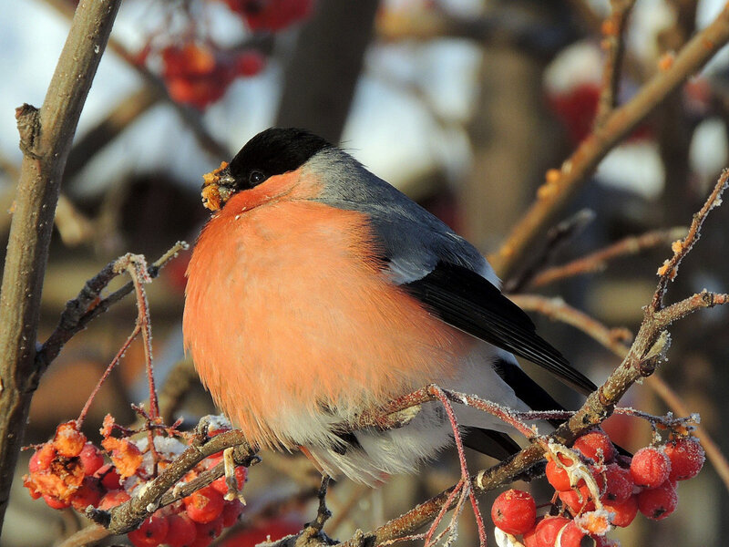 Bullfinch on Berry Branch — Red, Calm, Winter