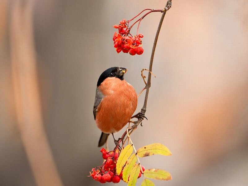 Bullfinch on Berry Branch — Red