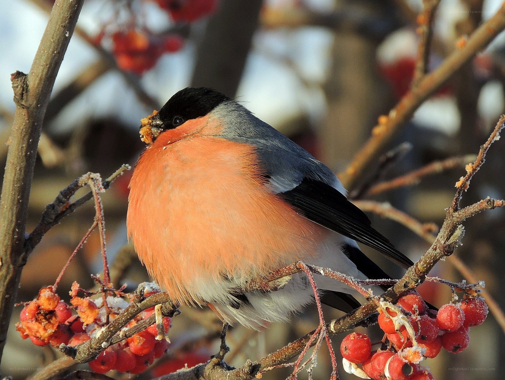 Bullfinch on berry branch