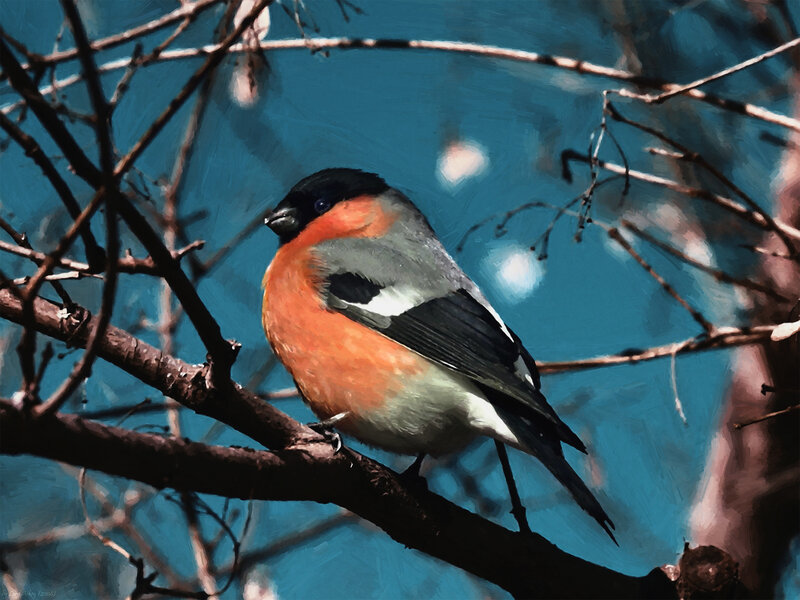 Bullfinch on Branch — Blue