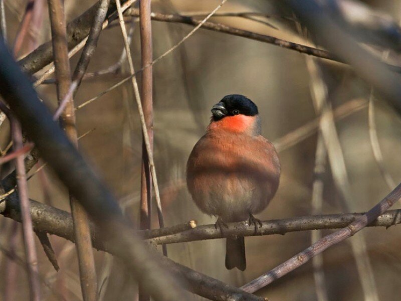 Bullfinch on Branch — Brown, Calm