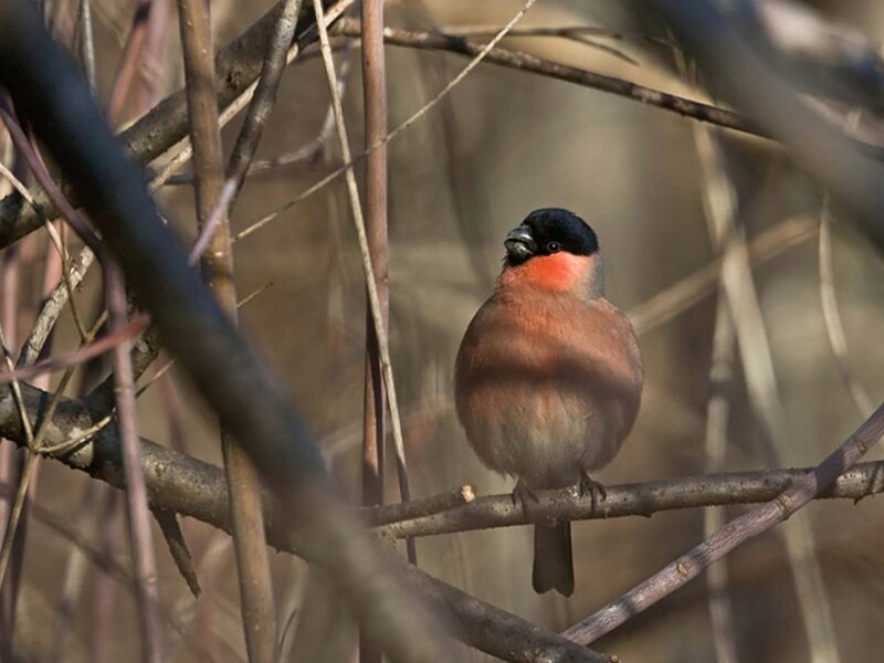 Bullfinch on Branch — Brown
