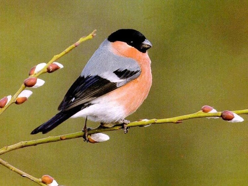 Bullfinch on Branch — Green