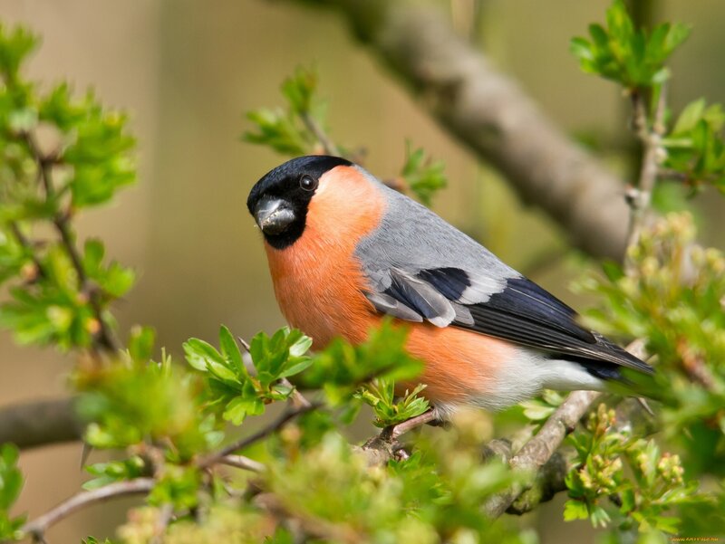 Bullfinch on Branch — Orange, Calm, Spring, Photograph