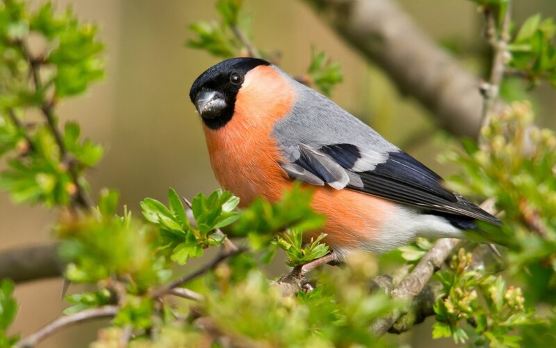 Bullfinch on Branch — Orange, Calm, Spring