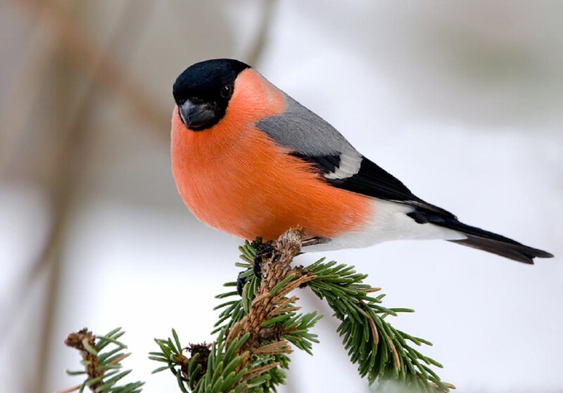 Bullfinch on Branch — Orange, Calm