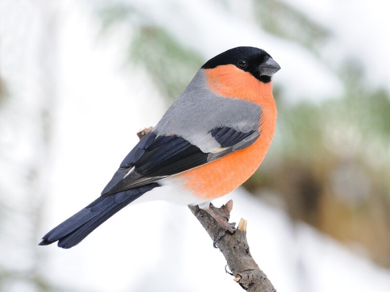 Bullfinch on Branch — Orange, Calm, Winter