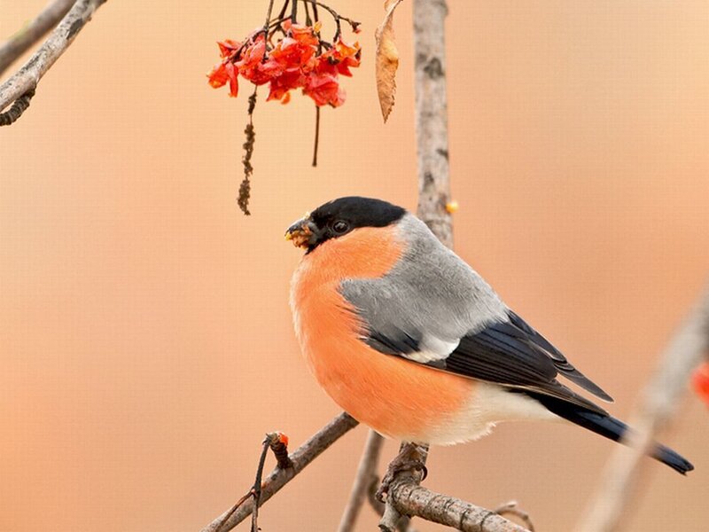 Bullfinch on Branch — Orange