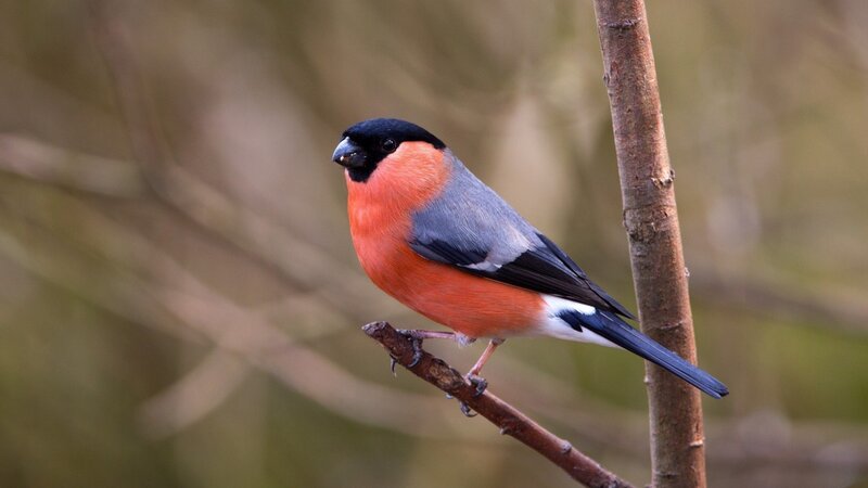 Bullfinch on Branch — Red, Calm, Autumn, Photograph