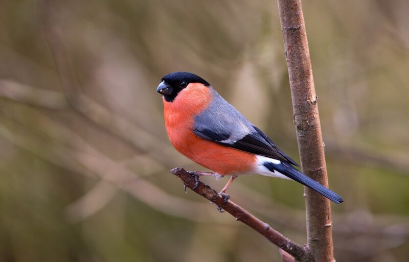 Bullfinch on Branch — Red, Calm, Autumn