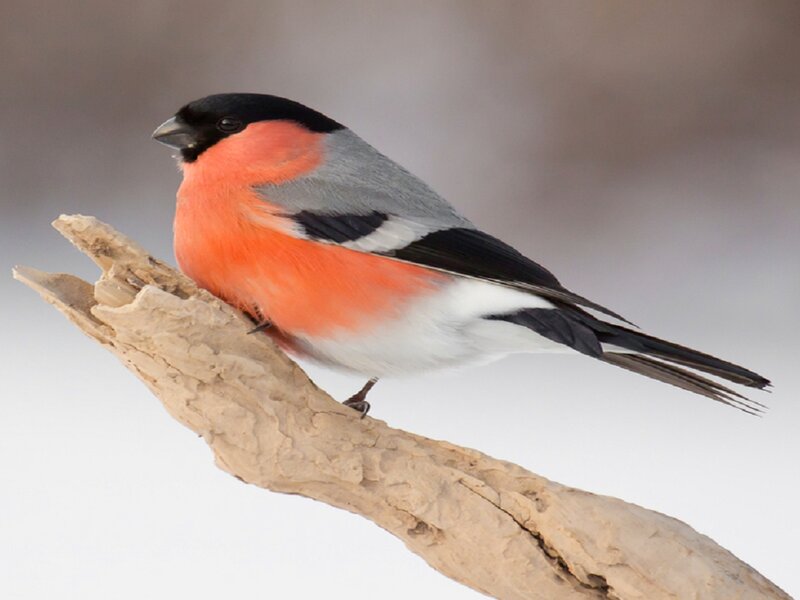 Bullfinch on Branch — Red, Calm