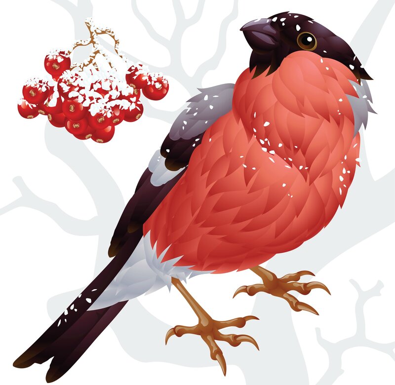Bullfinch on Branch — Red, Calm, Winter, Illustration