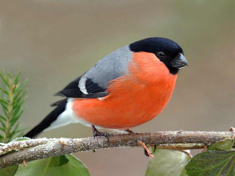 Bullfinch on Branch — Red, Calm, Winter, Photograph
