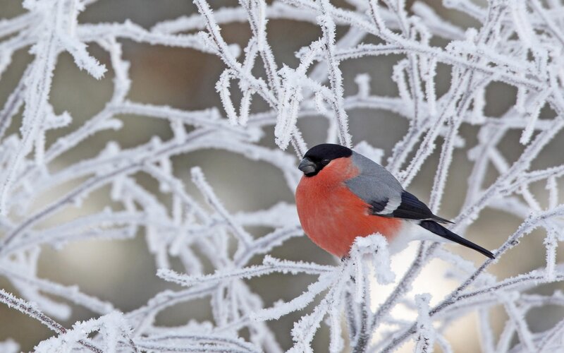 Bullfinch on frosty branch