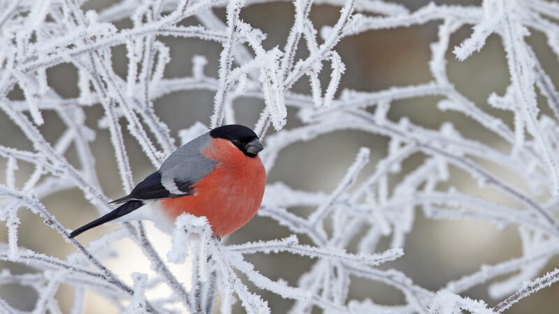 Bullfinch on frosty branch