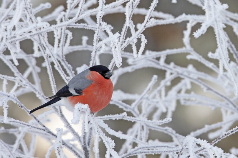 Bullfinch on frosty branch