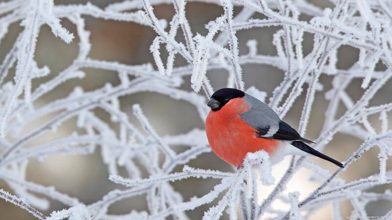 Bullfinch on frosty branch