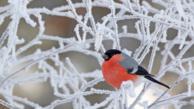 Bullfinch on frosty branch