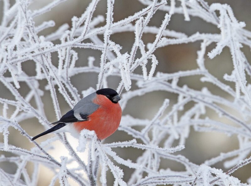Bullfinch on frosty branch