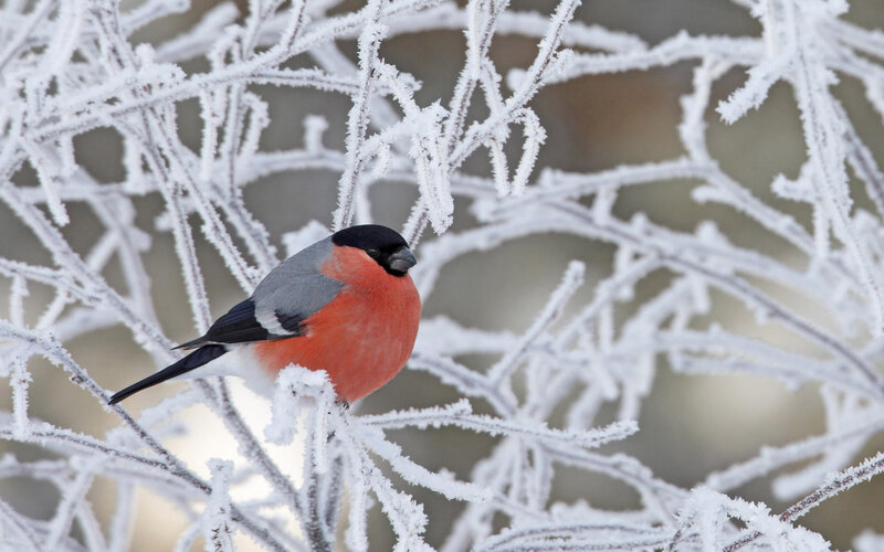 Bullfinch on Frosty Branch — Red, Calm