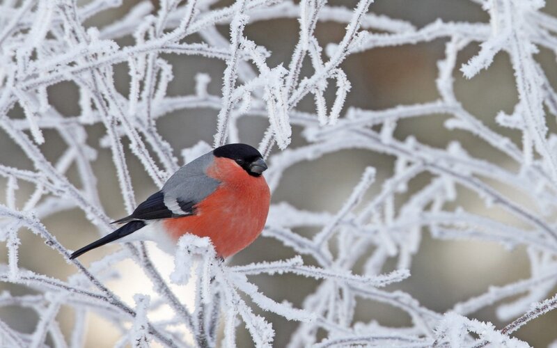 Bullfinch on Frosty Branch — Red, Cold, Winter, Photograph