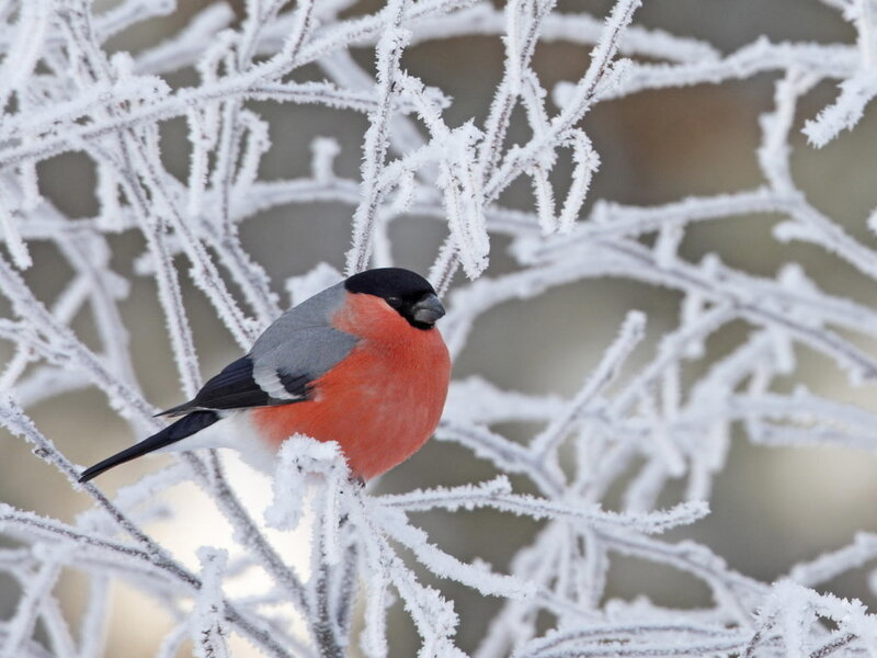 Bullfinch on Frosty Branch — Red