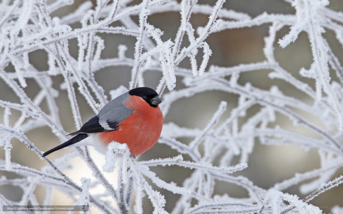 Bullfinch on frosty branch