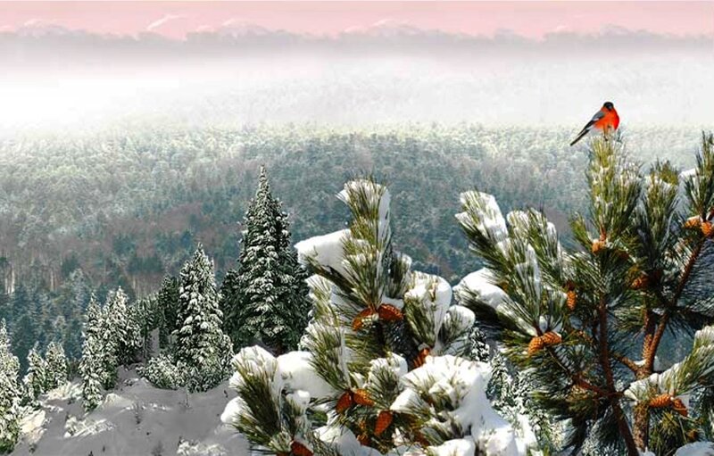 Bullfinch on Pine Tree