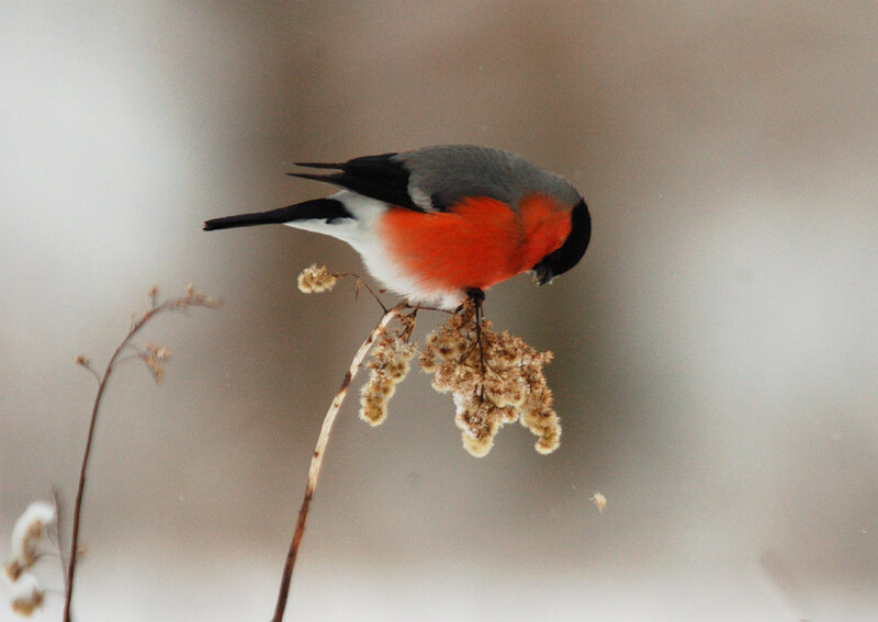 Bullfinch on Plant