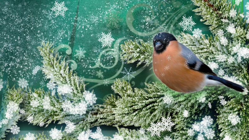 Bullfinch on Snowy Branch — Green