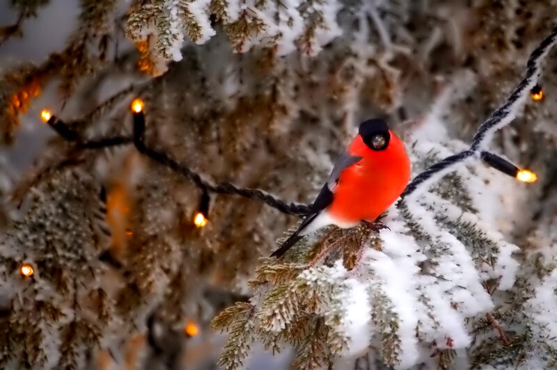 Bullfinch on Snowy Branch — Red, Calm