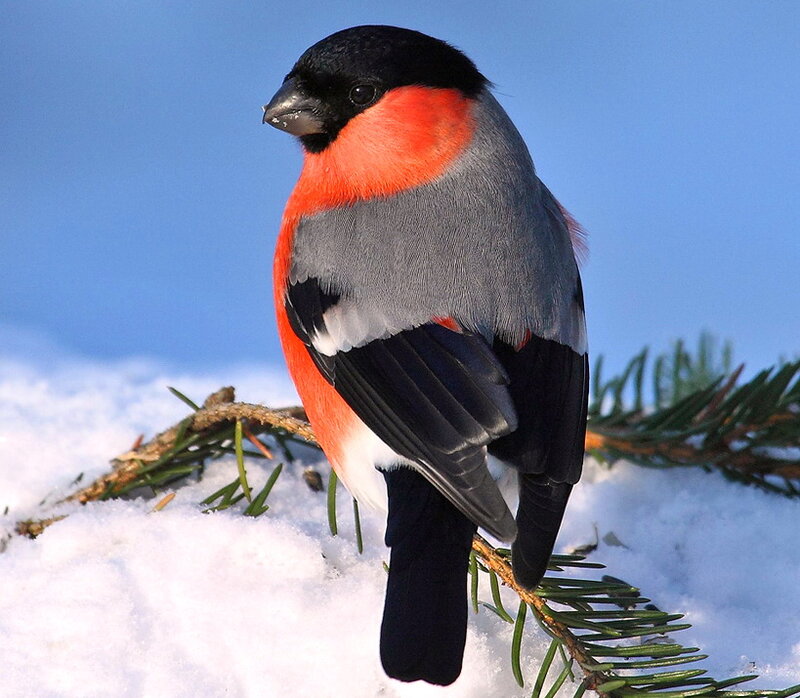 Bullfinch on Snowy Branch — Red