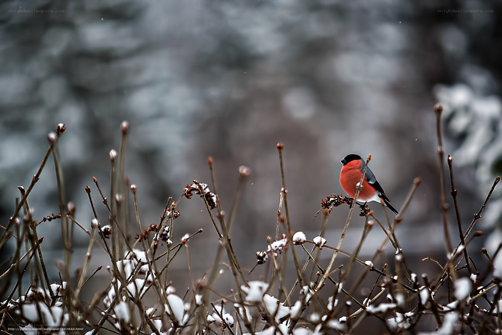Bullfinch on snowy branch