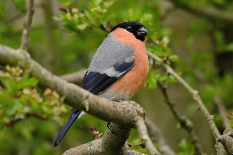 Bullfinch on Tree Branch