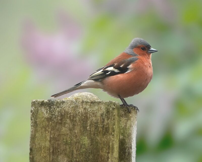 Bullfinch perched on a post