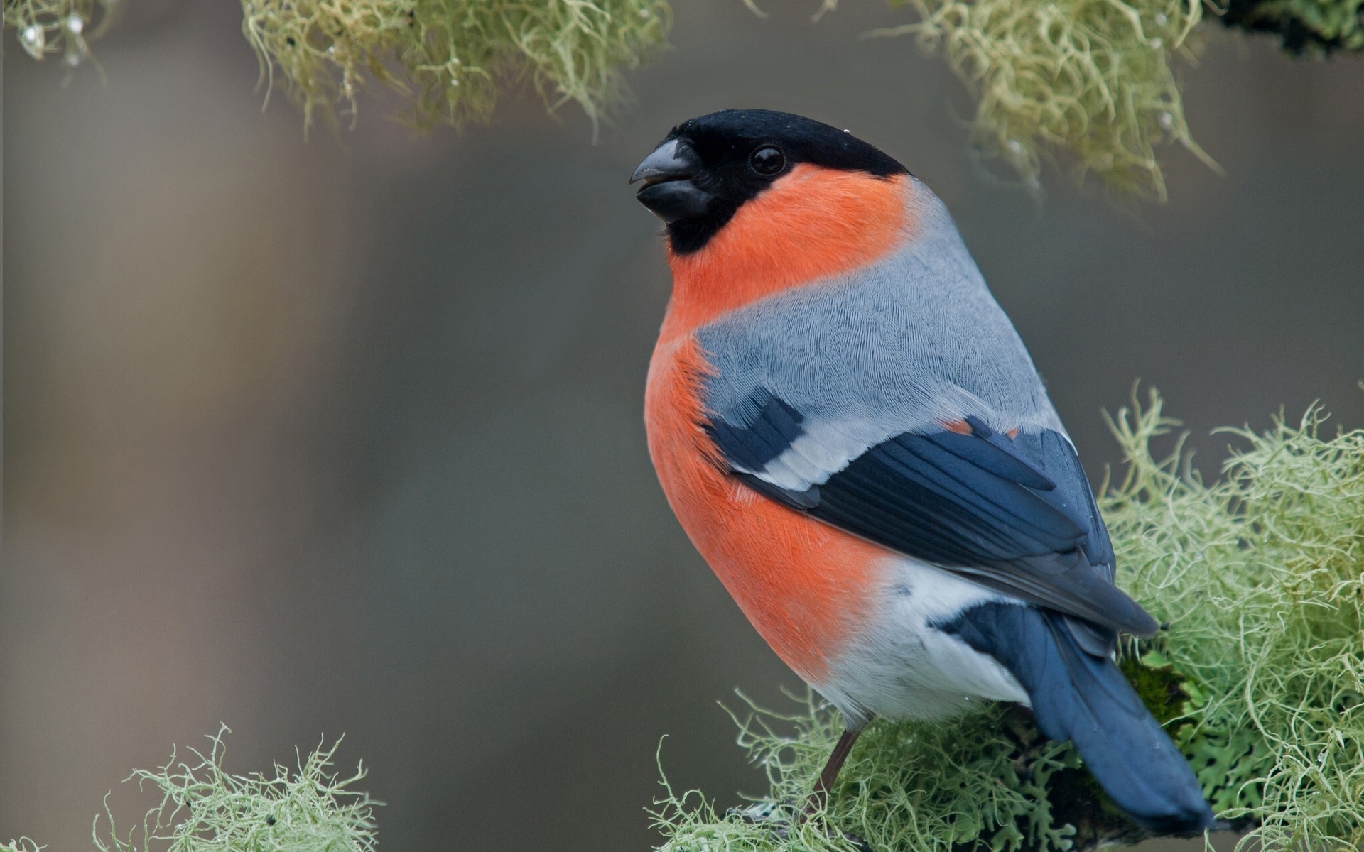 bullfinch perched on moss