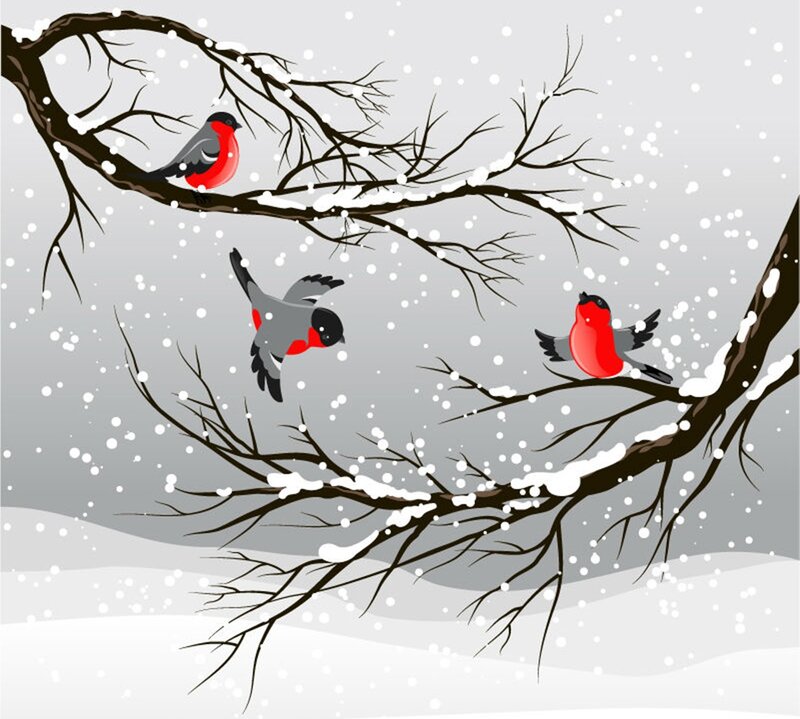 Bullfinches in Snow