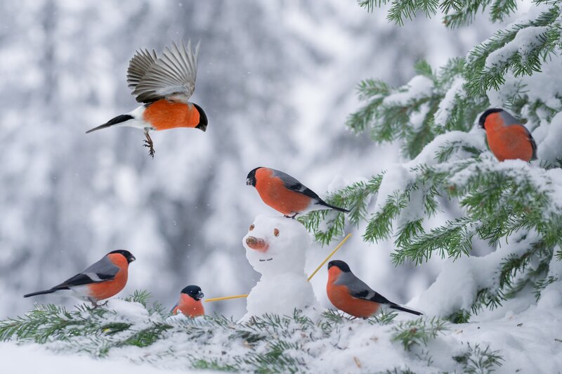 Bullfinches in Snow — White