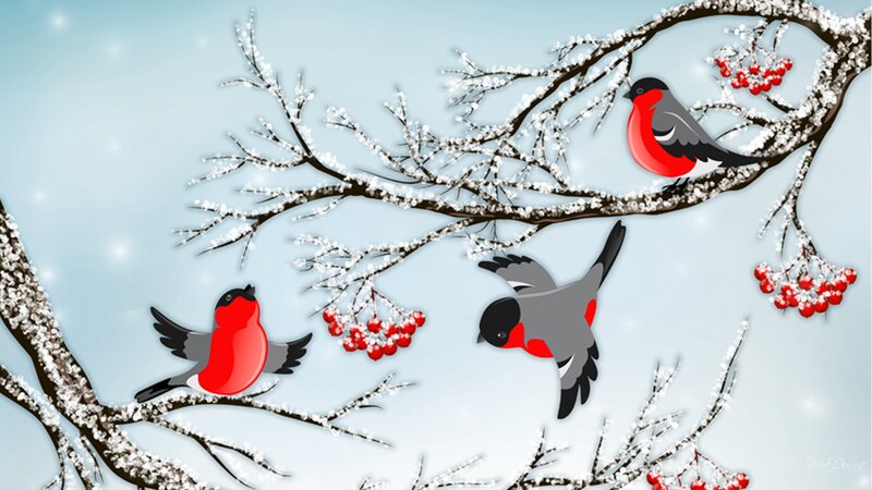 Bullfinches on Branches