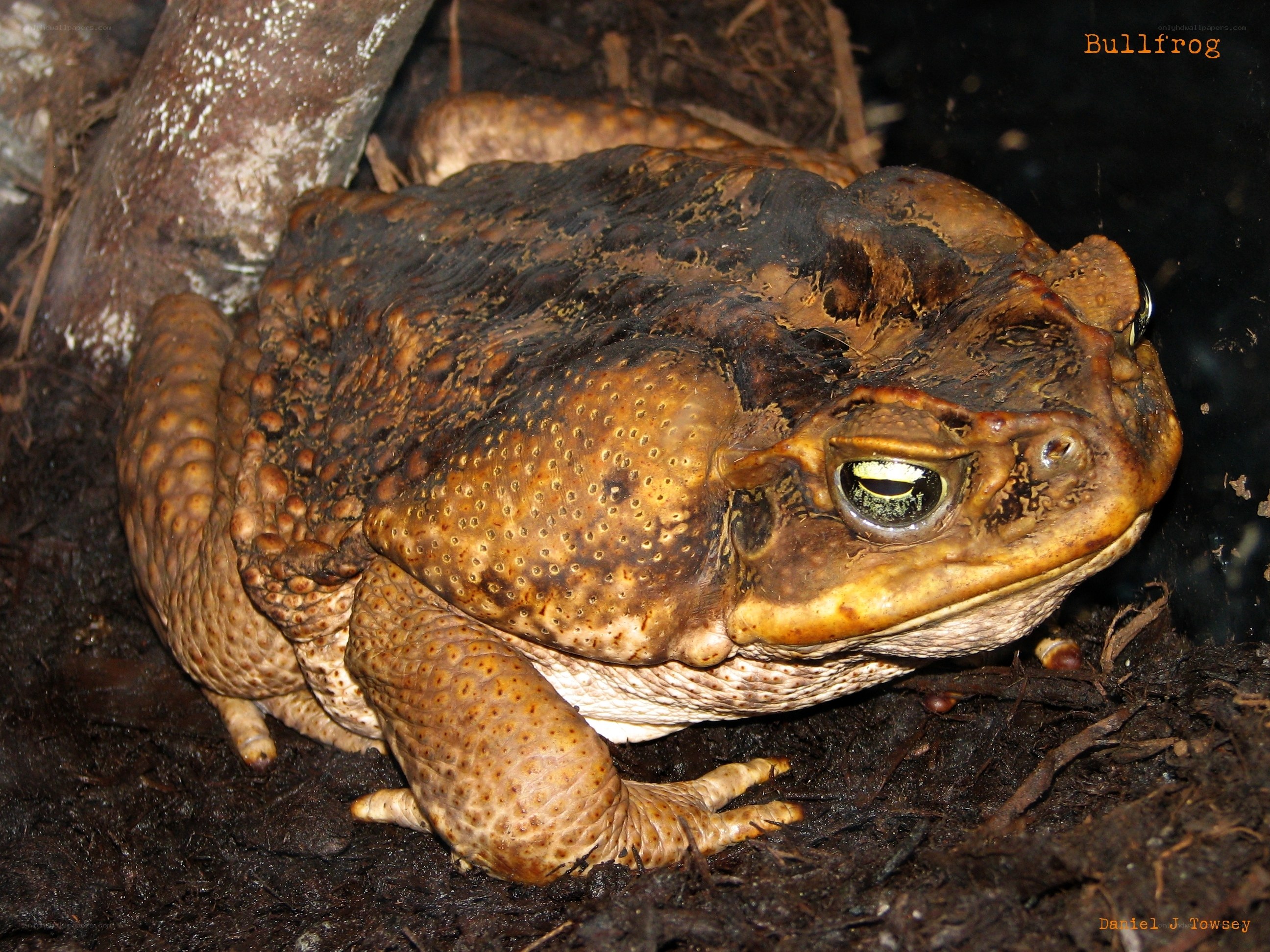Bullfrog in natural habitat