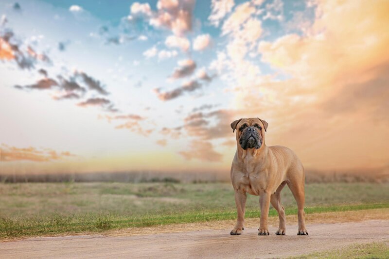 Bullmastiff Dog — Blue