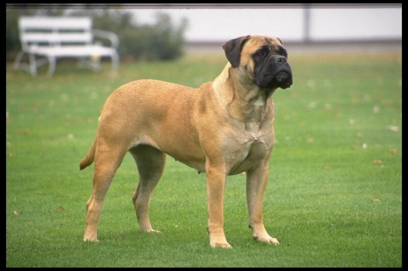 Bullmastiff Dog Standing