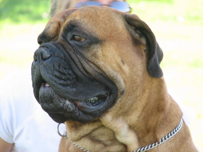 Bullmastiff Dog