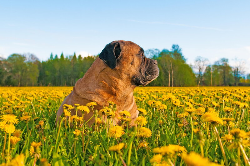 Bullmastiff in Dandelion Field