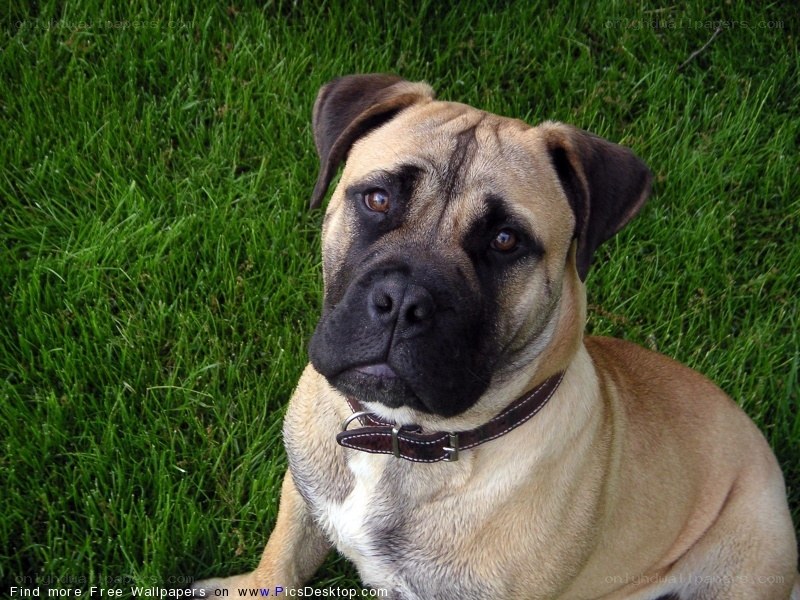 Bullmastiff on green grass