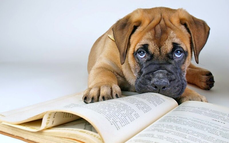 Bullmastiff Puppy — Brown