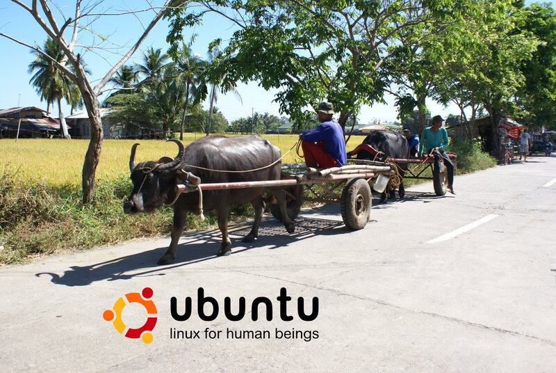 Bullock cart on a rural road