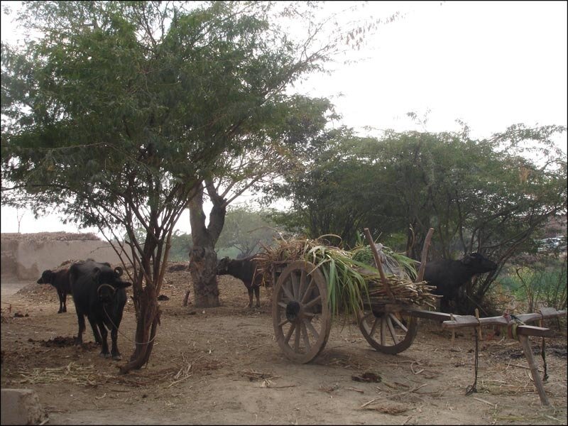Bullocks with cart under tree