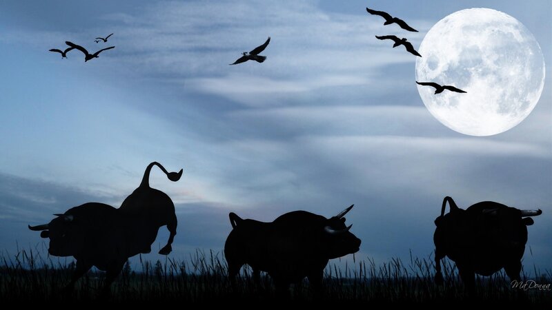 Bulls and birds under the moon